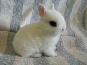 adorable conejo hotot pequeño blanco