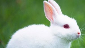 Conejo blanco de Florida ojos rojos