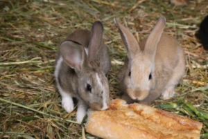 conejos comiendo pan