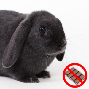 chocolate prohibido para los conejos