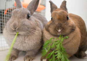 pareja de conejos comiendo