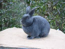 conejo satin gris oscuro
