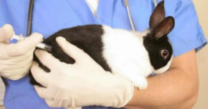vacunacion de conejos enfermedad hemorragica