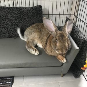 conejo gigante continental en el sofa