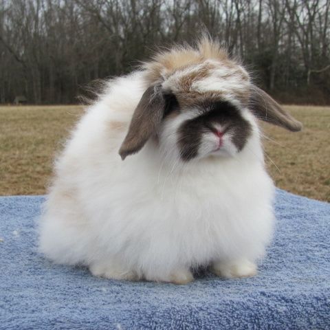 Conejo fuzzy lop americano blanco y marrón