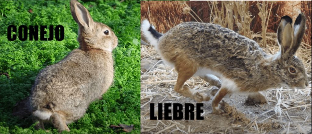 diferencias entre conejo y liebre