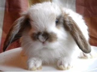conejo fuzzy lop con orejas caídas blanco y marrón