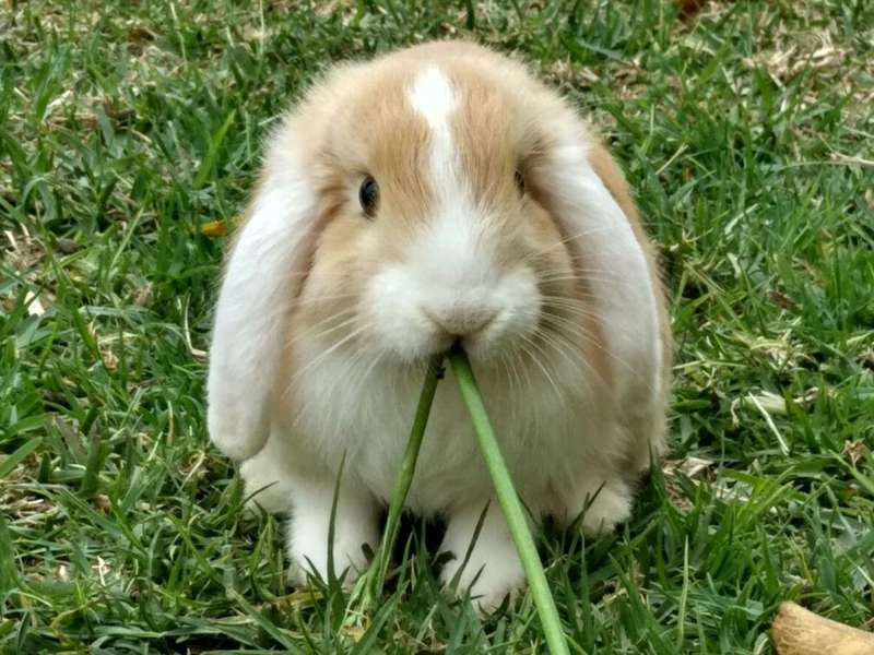 conejo belier comiendo