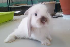 raza belier conejo enano blanco