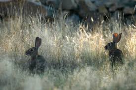 conejos en peligro de extincion