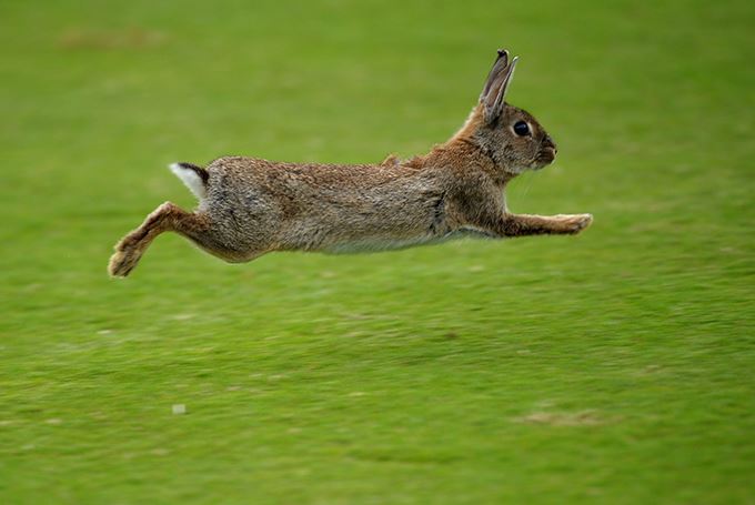 porque los conejos saltan