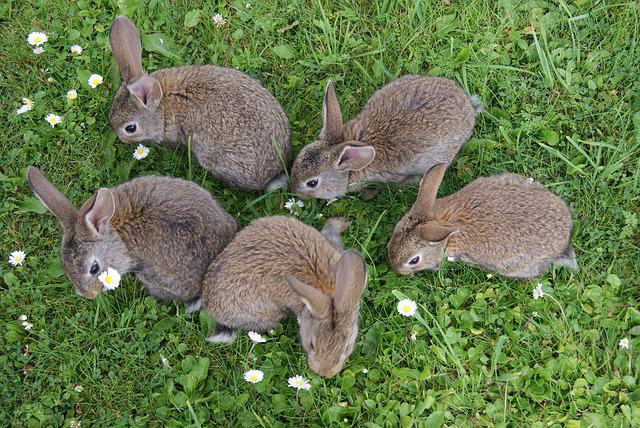 los conejos son herbivoros