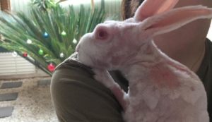 razas de conejo sin pelo